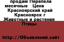 продам Перепела месячные › Цена ­ 150 - Красноярский край, Красноярск г. Животные и растения » Птицы   